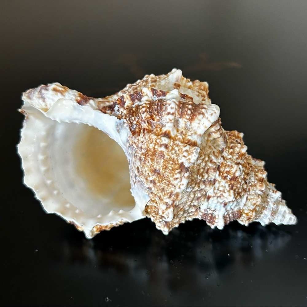 Frog Shell - Picture 6 of 8